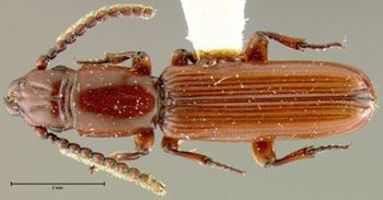 Media type: image;   Entomology 33347 Aspect: habitus dorsal view